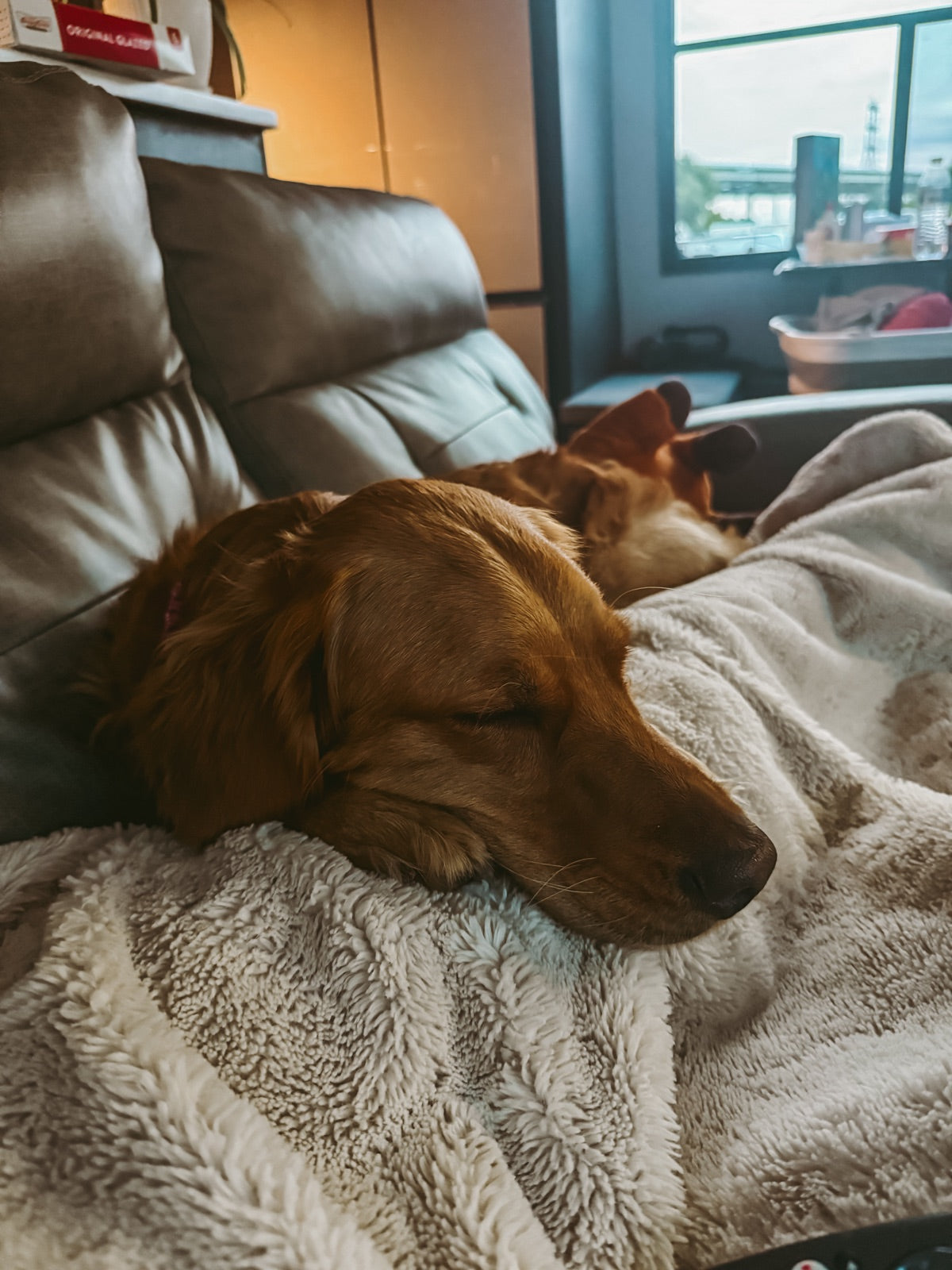 Full-time RV life with our golden retriever Oaklee